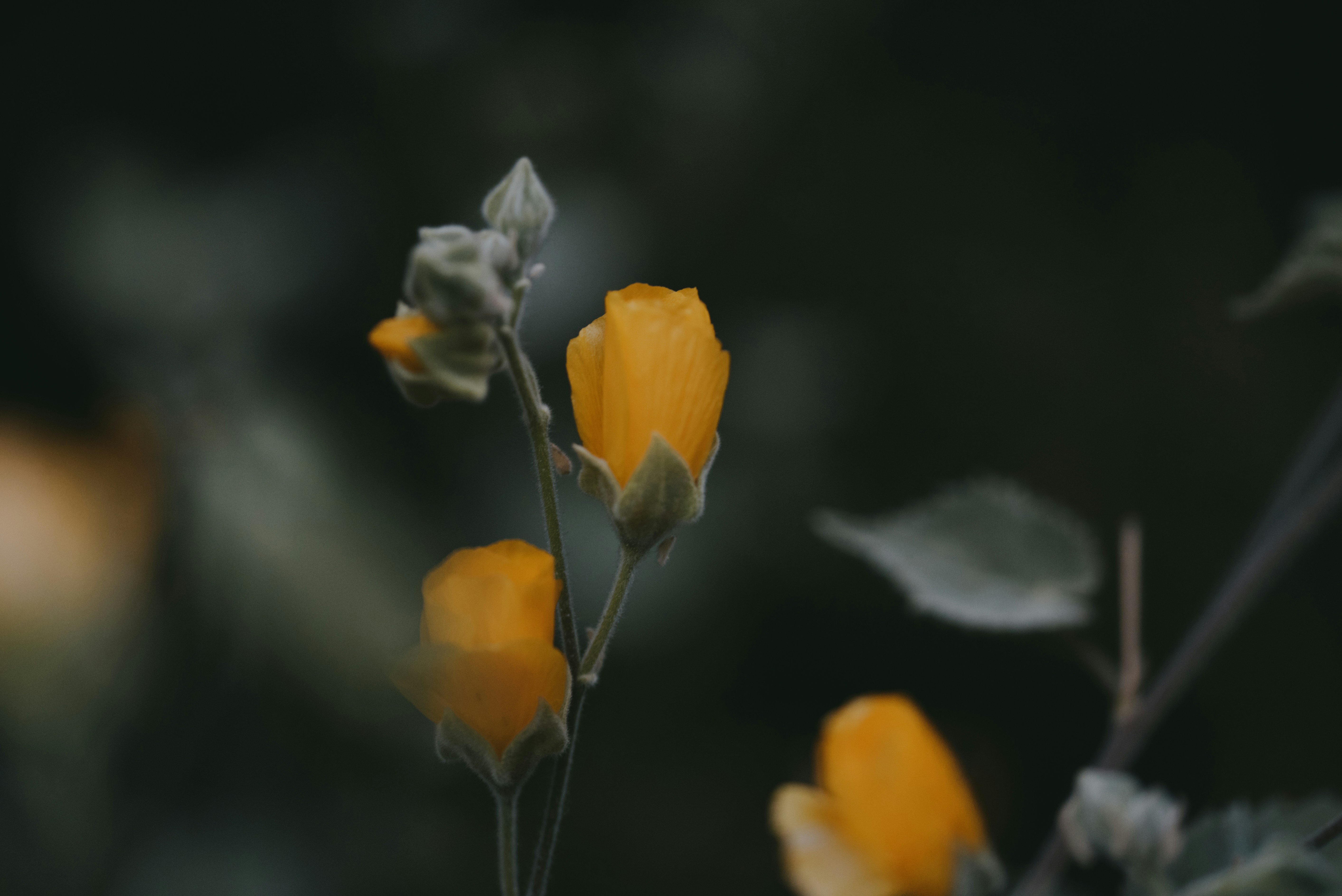 Photo by octoberroses