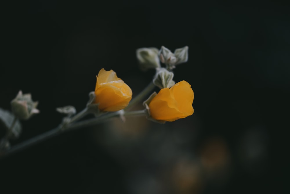 yellow flower in tilt shift lens