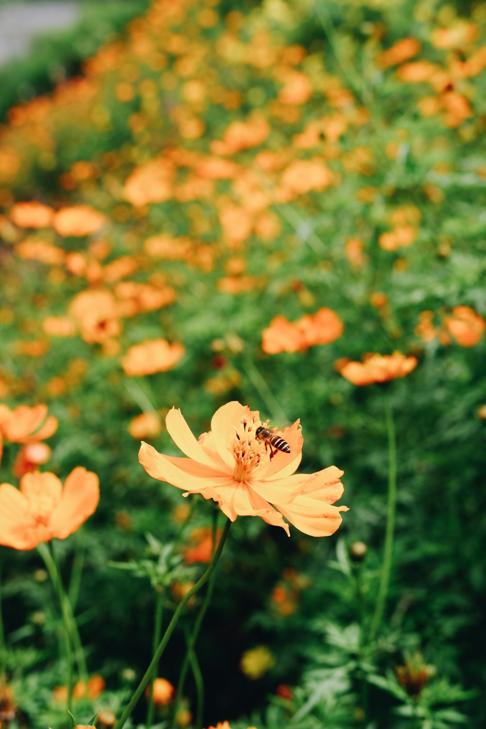 pink cosmos flowers in bloom during daytime