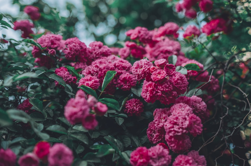 pink flowers in tilt shift lens