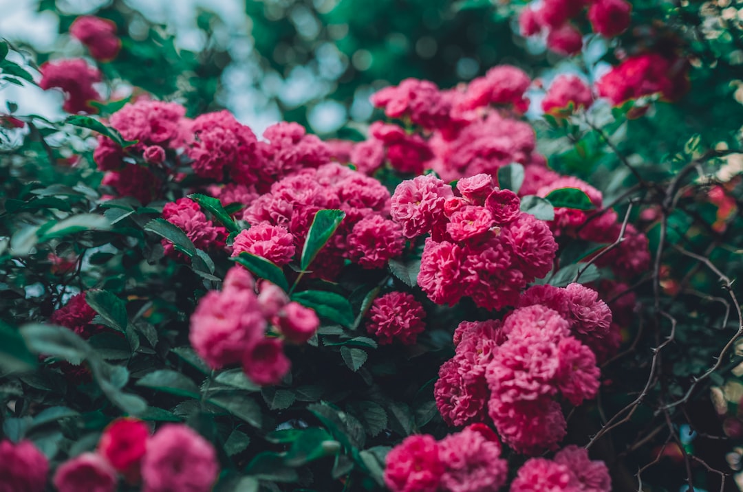 pink flowers in tilt shift lens