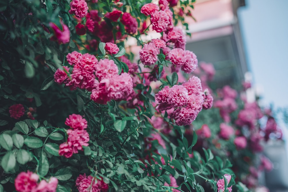 pink flowers with green leaves