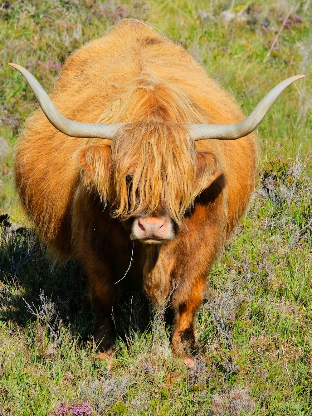 brown yak on green grass field during daytime