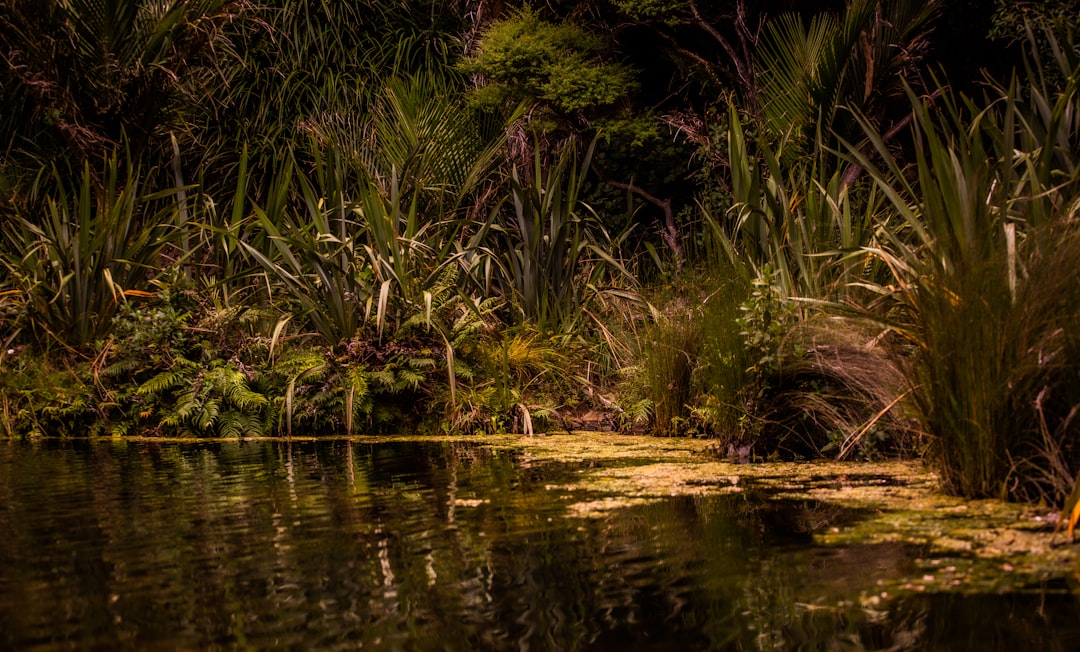 Jungle photo spot Waitakere Auckland Museum