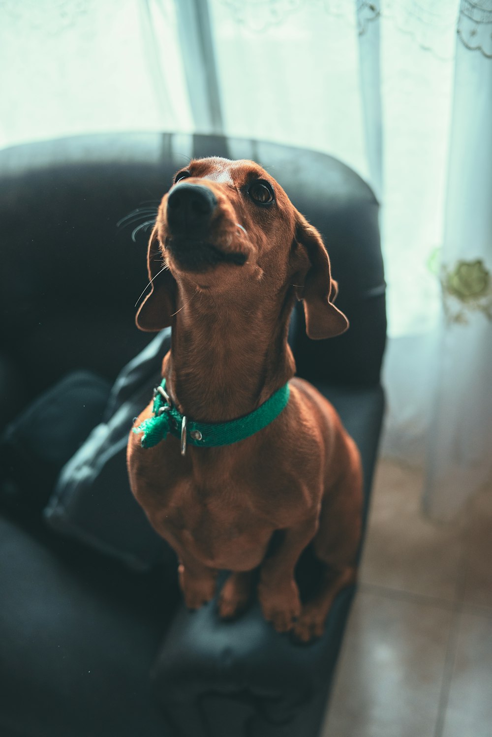 brown dachshund with green collar
