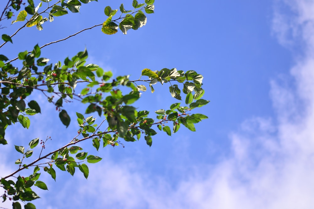 green leaves under blue sky during daytime