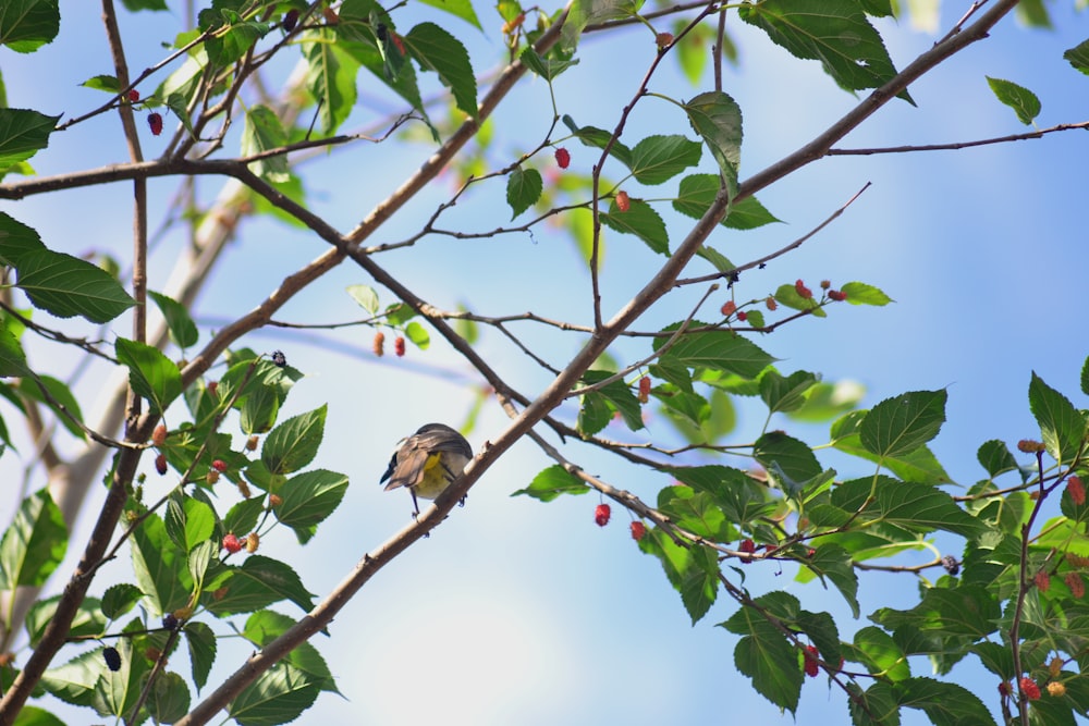 oiseau brun sur une branche d’arbre brune pendant la journée