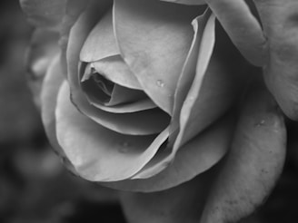 A close-up of fresh rose petals with a glass bottle of rose water.