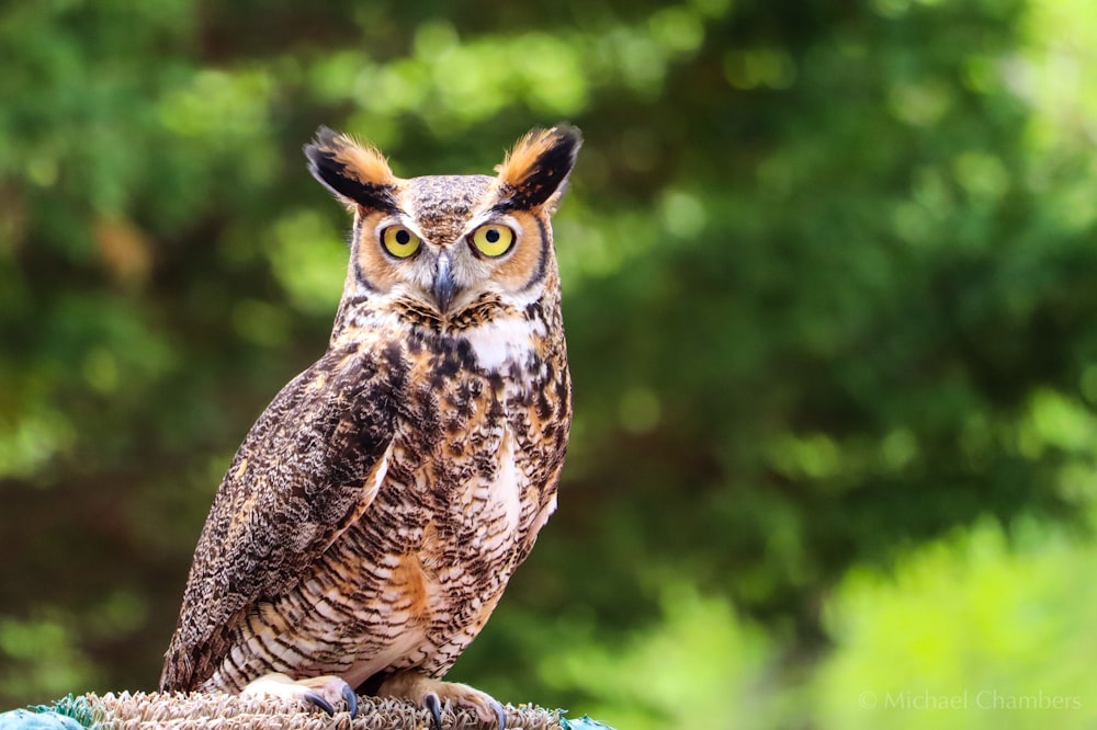 brown owl on brown tree branch during daytime