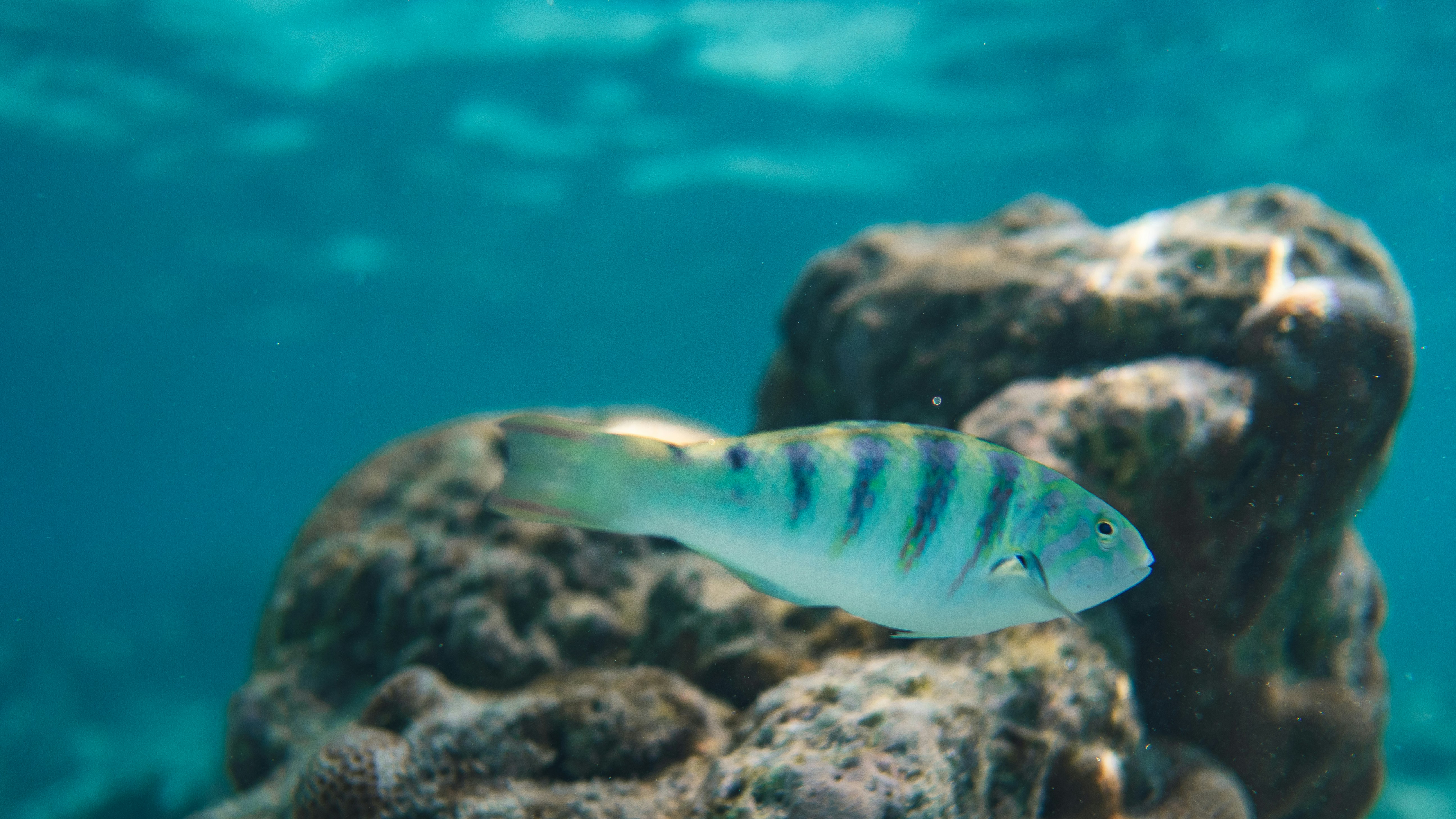 ikan biru dan putih di bawah air
