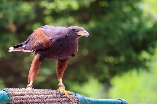 brown and blue bird on brown wooden stick in Fairburn United States