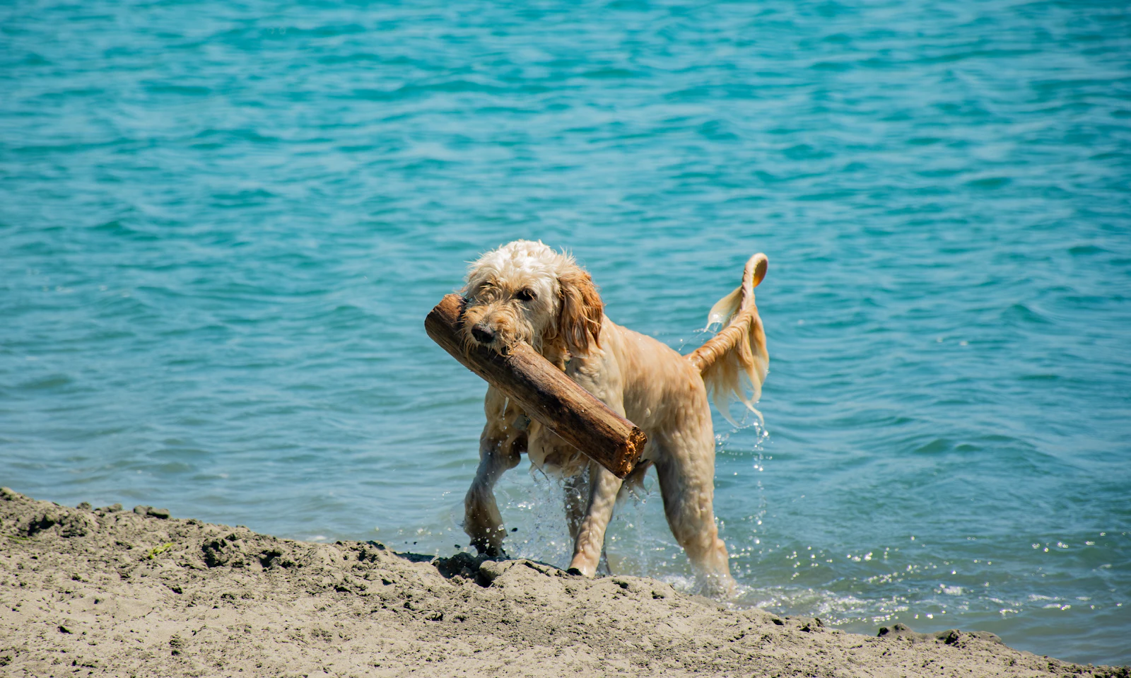 A dog walking along a Florida coast at the water line