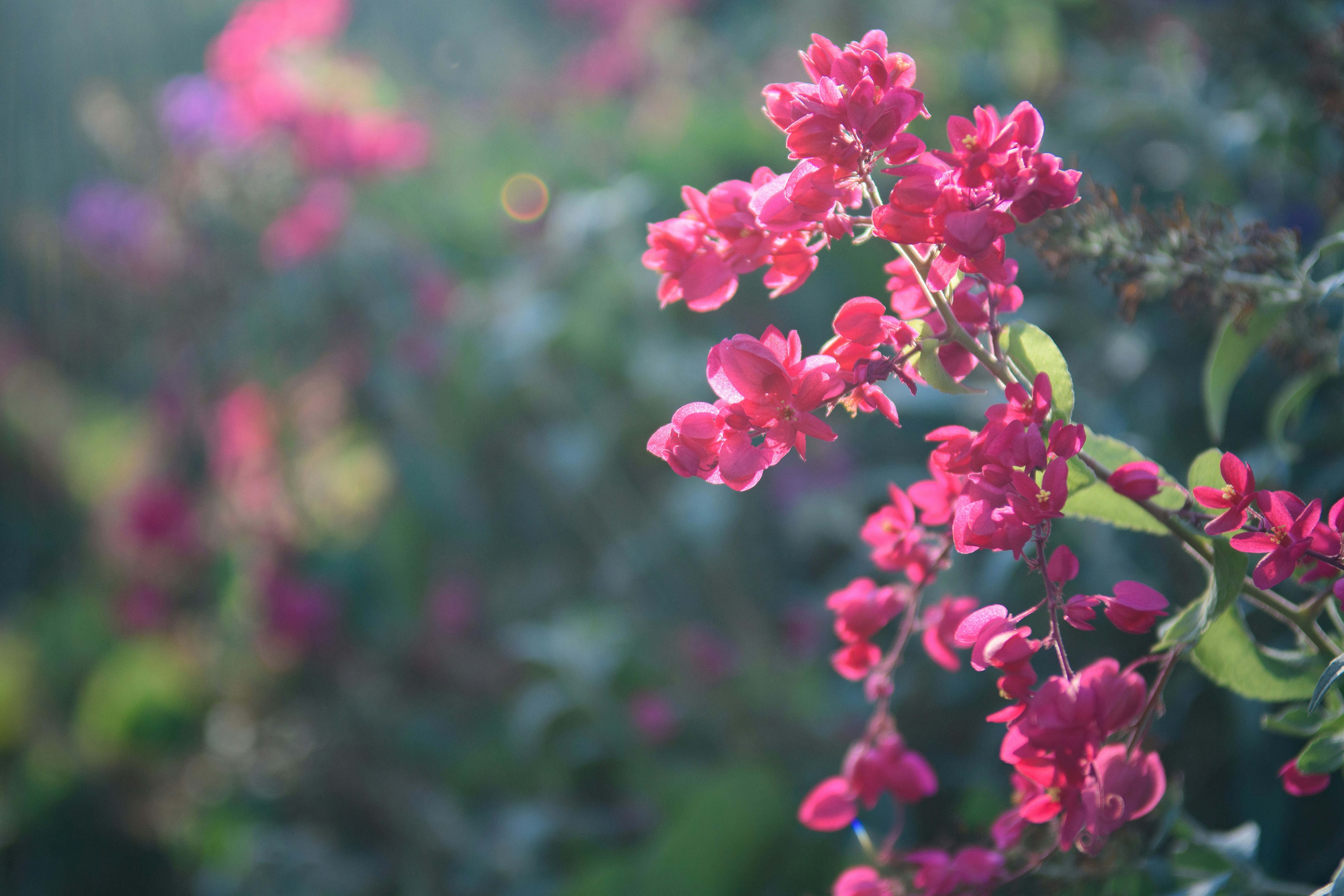 Photo by luisjlara343