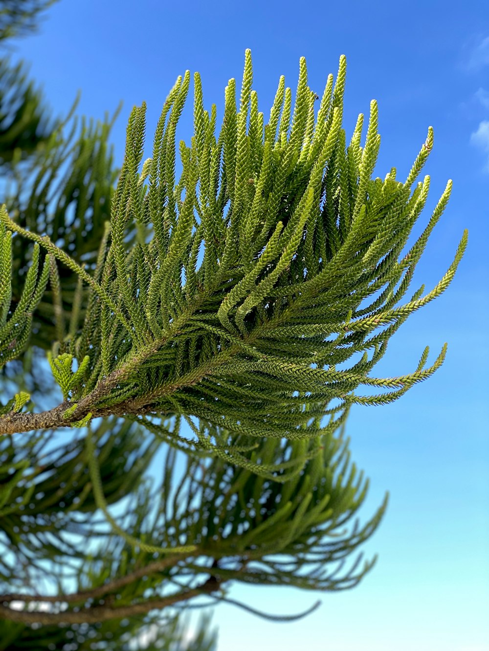 pino verde durante il giorno