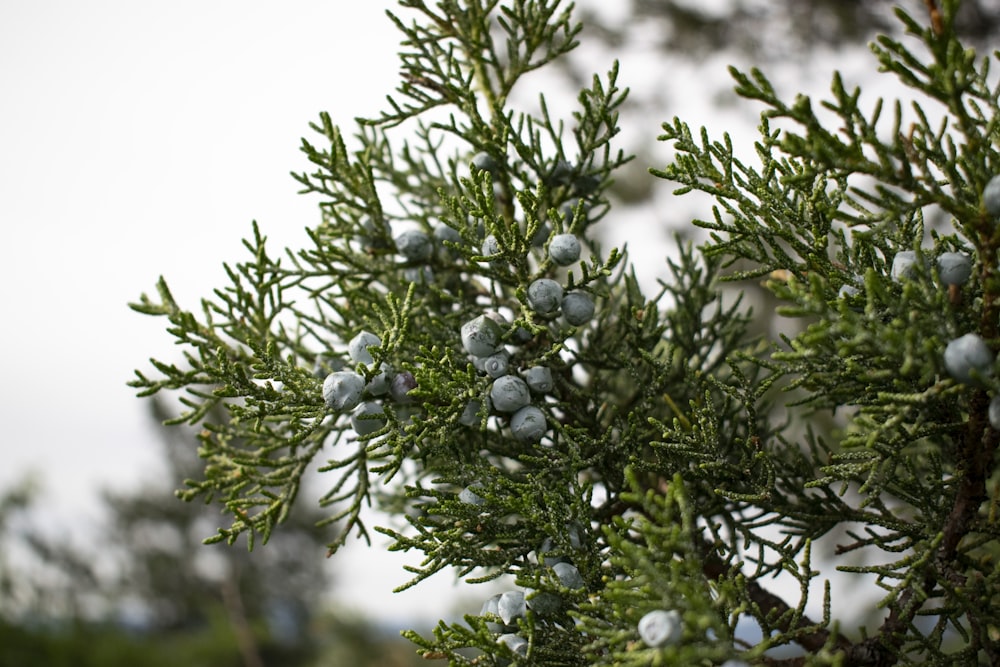 黒い丸い果実を持つ緑の植物