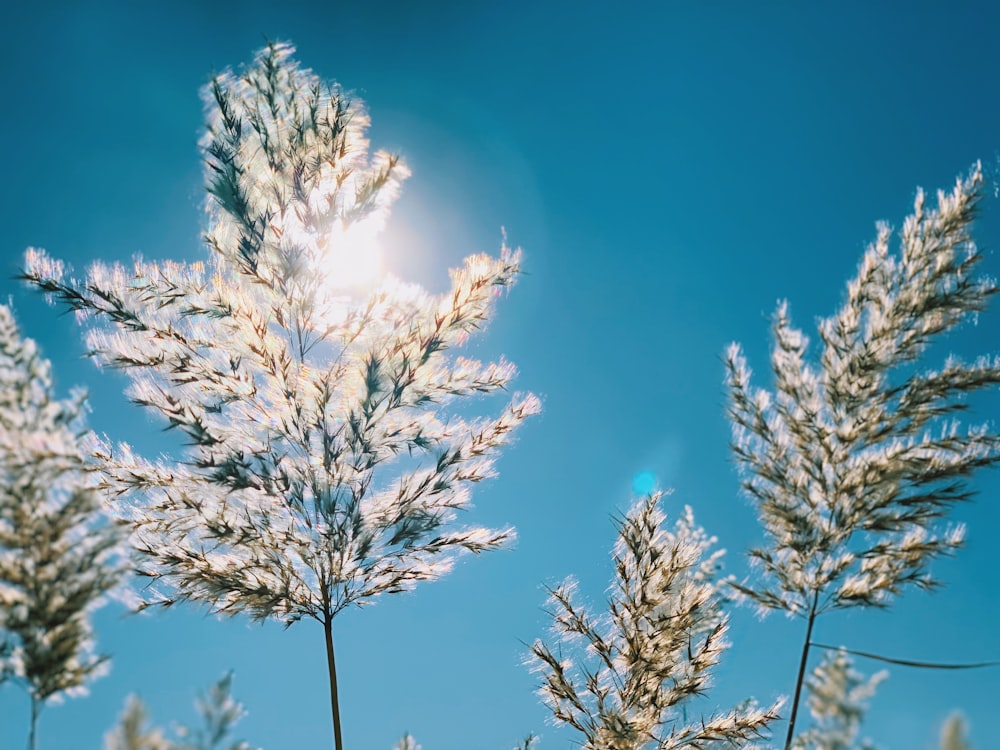 white flowers under blue sky during daytime