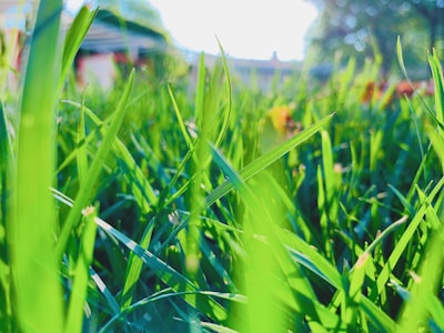Close-up of fresh grass being aerated with electric equipment on a bright day.
