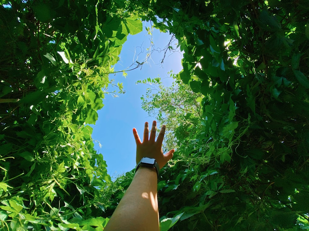 persons left hand on green leaves during daytime