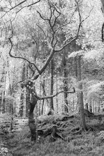 An intricate nature-themed puzzle showing a detailed forest landscape.