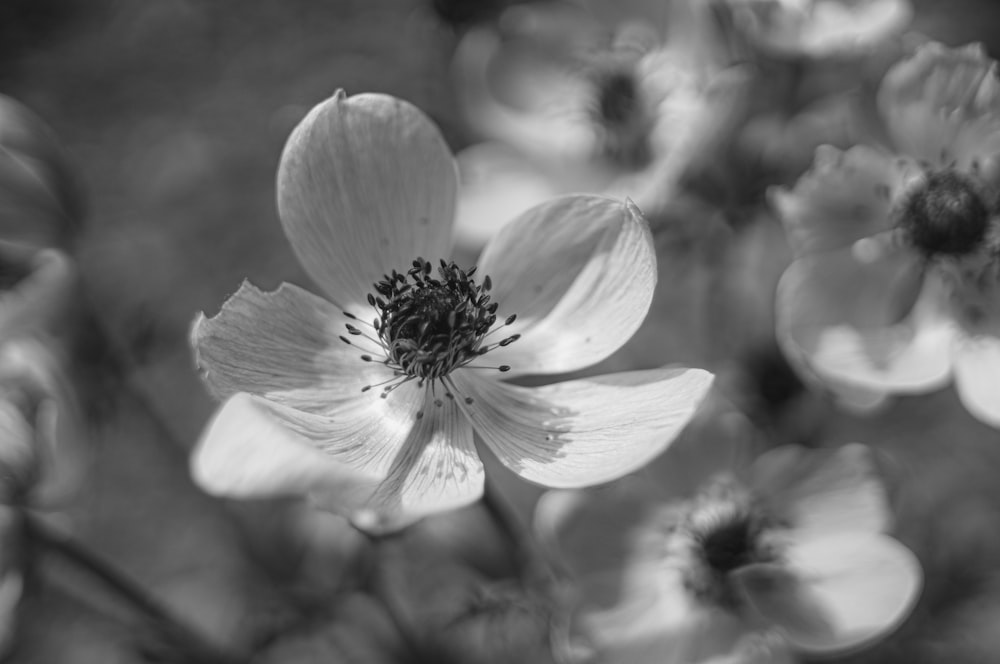 Photo en niveaux de gris d’une fleur