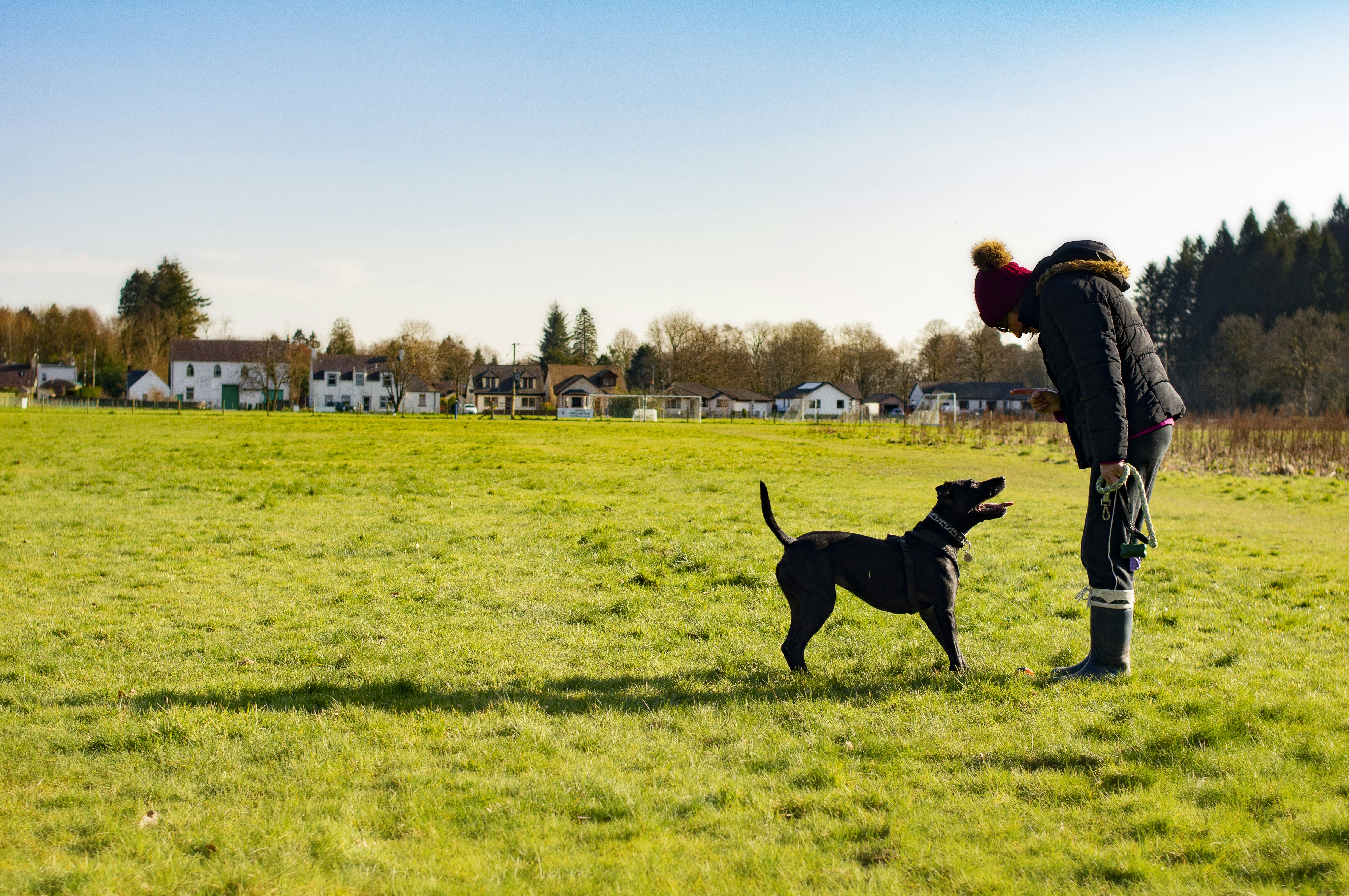 black labrador retriever on green grass field during daytime