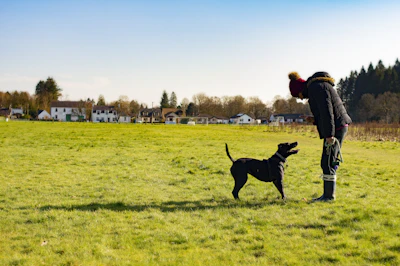 black labrador retriever on green grass field during daytime