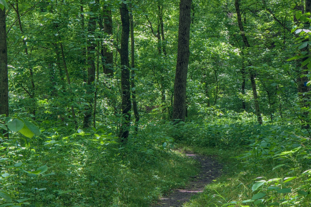 Herbe verte et arbres pendant la journée