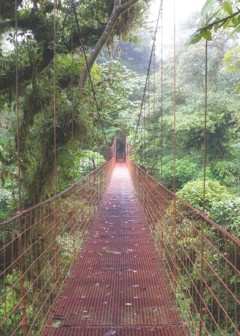 brown wooden hanging bridge in forest during daytime
