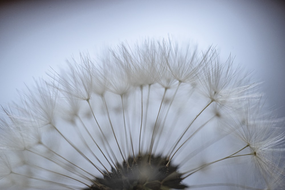 white dandelion in close up photography