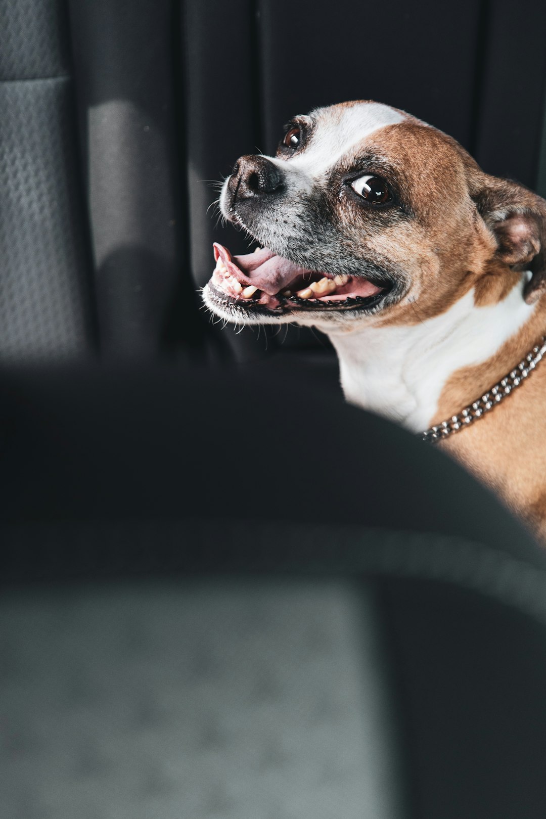 brown and white short coated dog