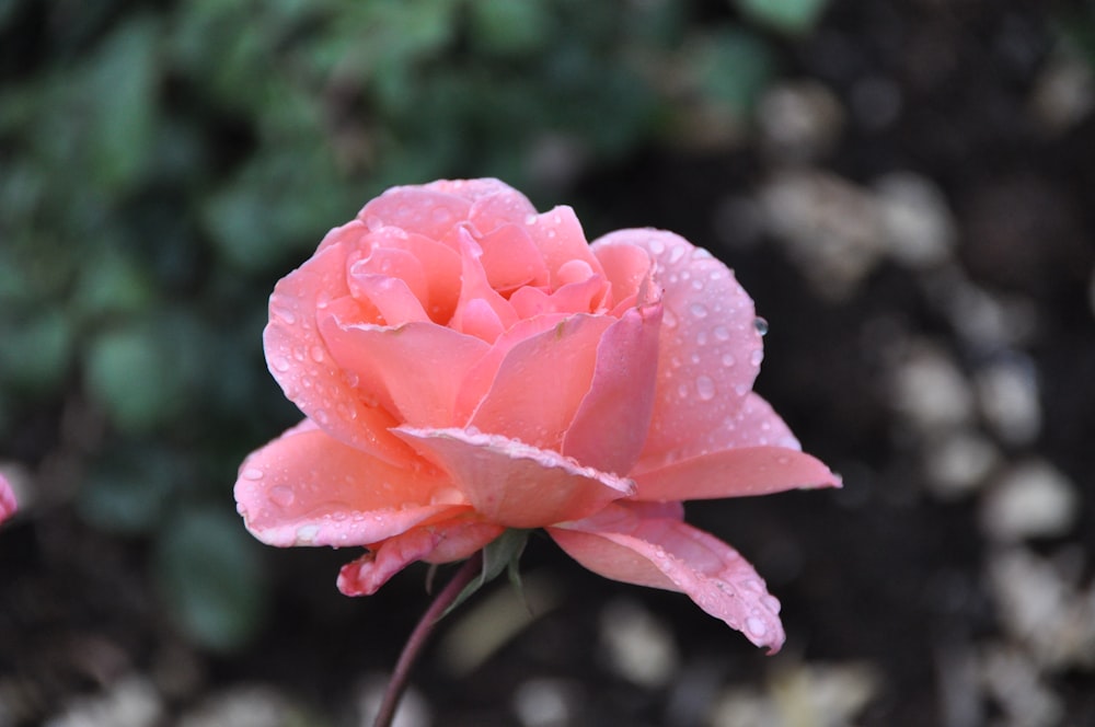 pink rose in bloom during daytime