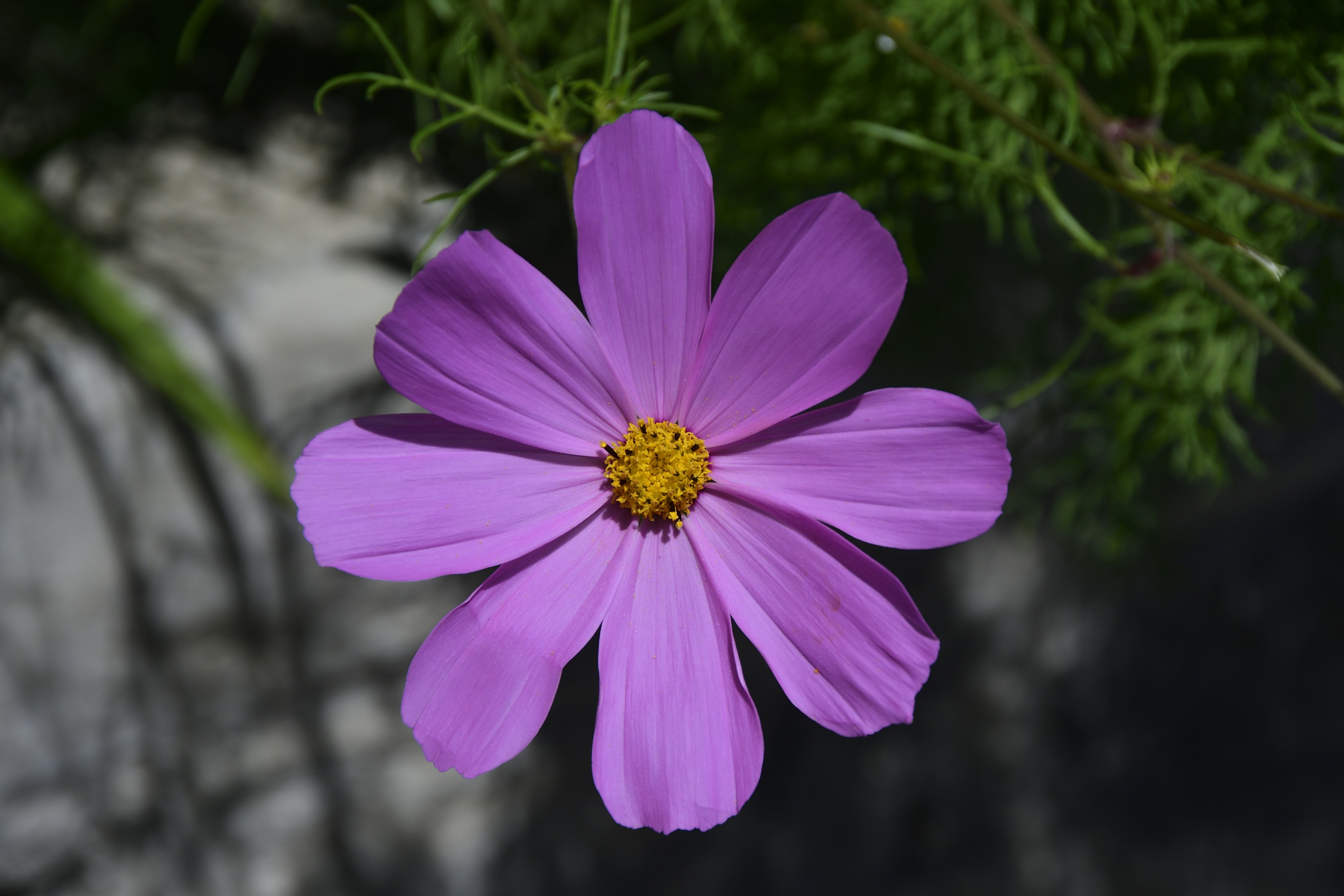 Photo by santanu misra