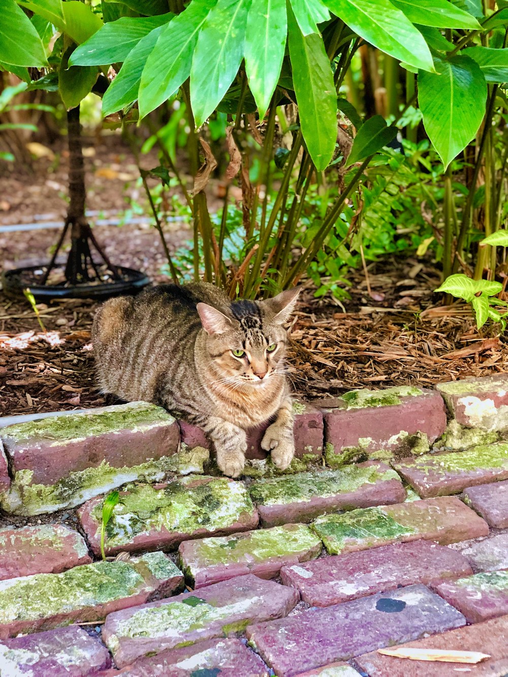 brown tabby cat on brown brick wall