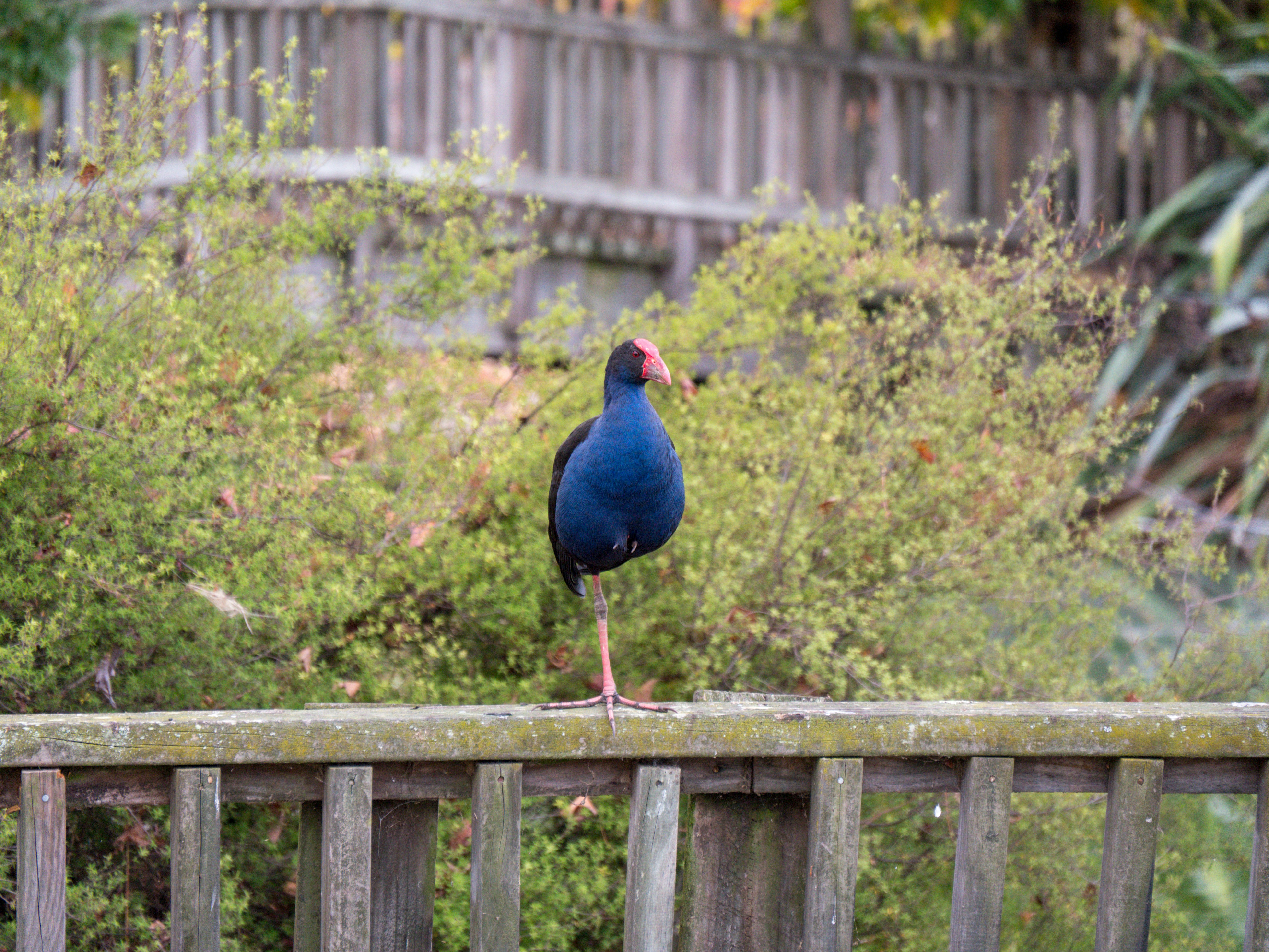 blue and red bird on brown wooden fence during daytime