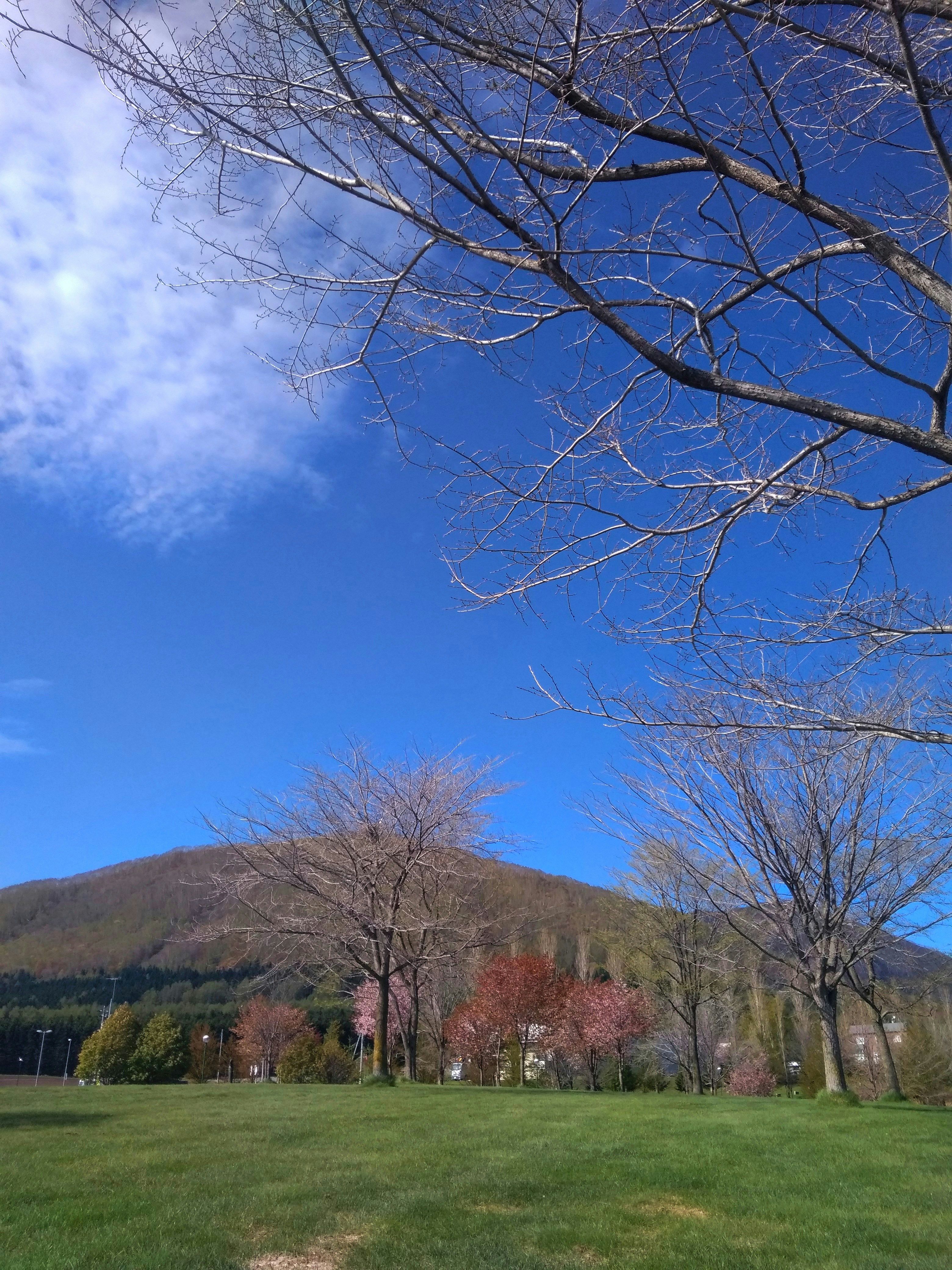Bare trees under blue sky during daytime photo – Free Rusutsu Image on ...