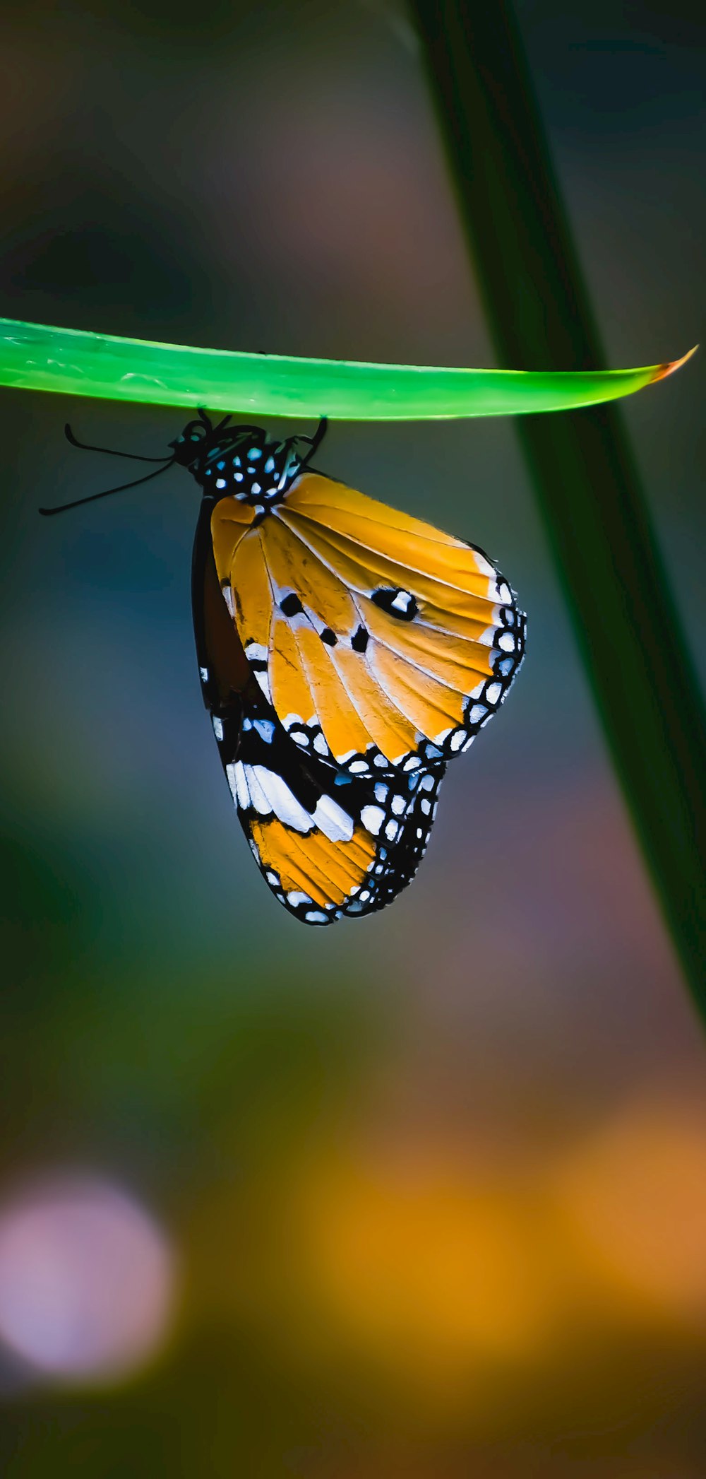 yellow and black butterfly on green leaf in close up photography during daytime