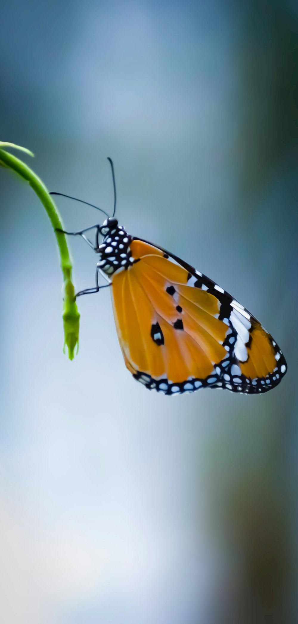 yellow and black butterfly perched on green leaf in close up photography during daytime