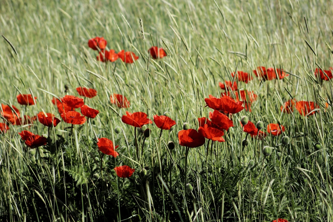 red flowers on brown grass field during daytime