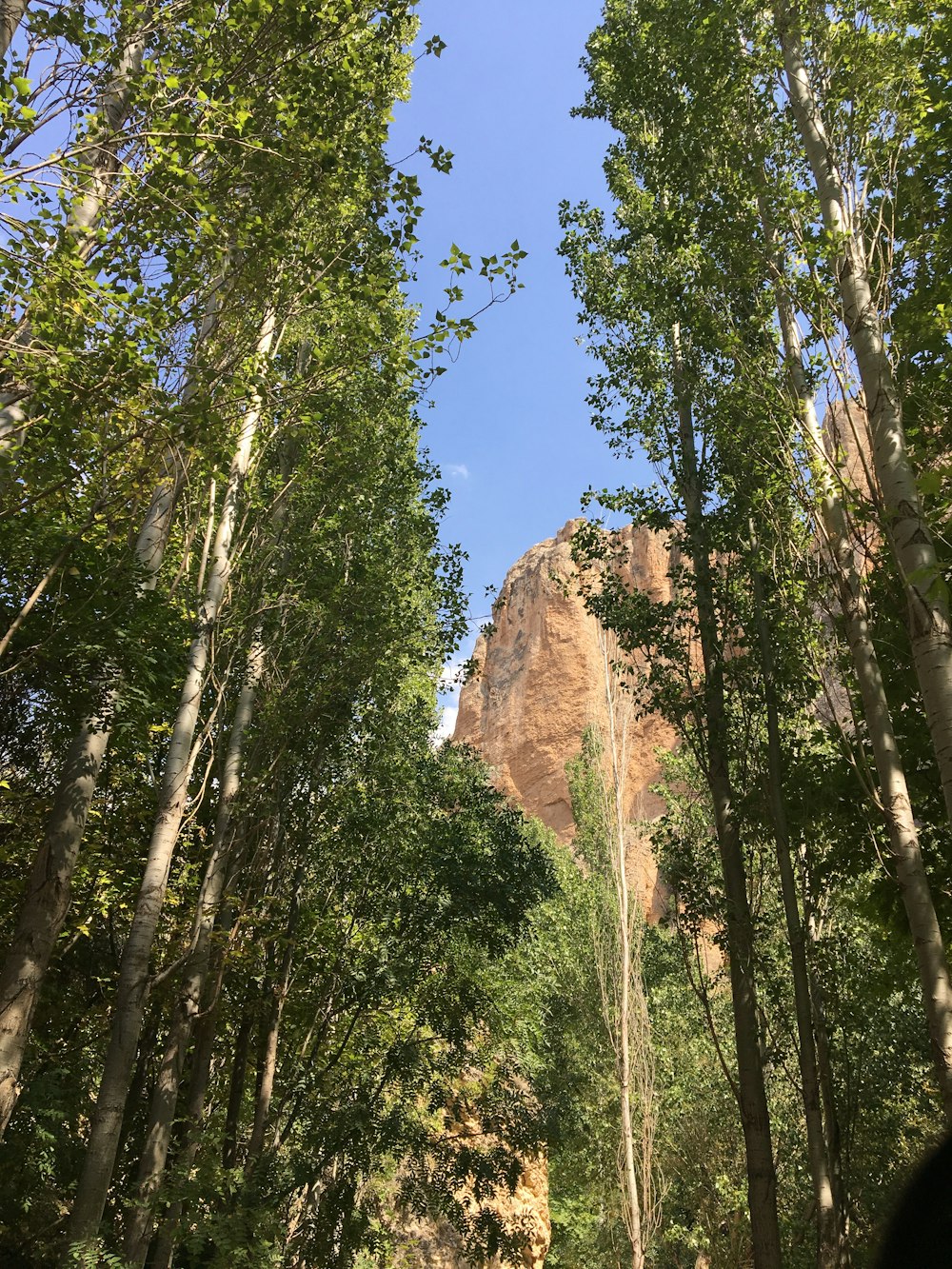 green trees near brown rock mountain during daytime
