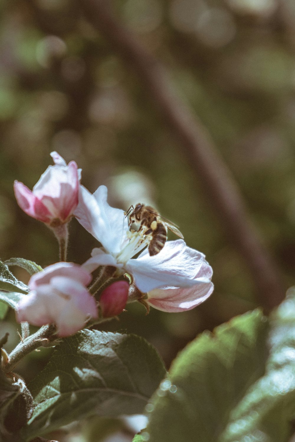 pink flower in tilt shift lens