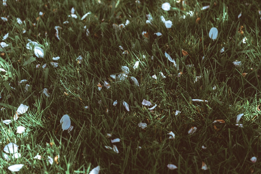 fleurs blanches sur le champ d’herbe verte pendant la journée