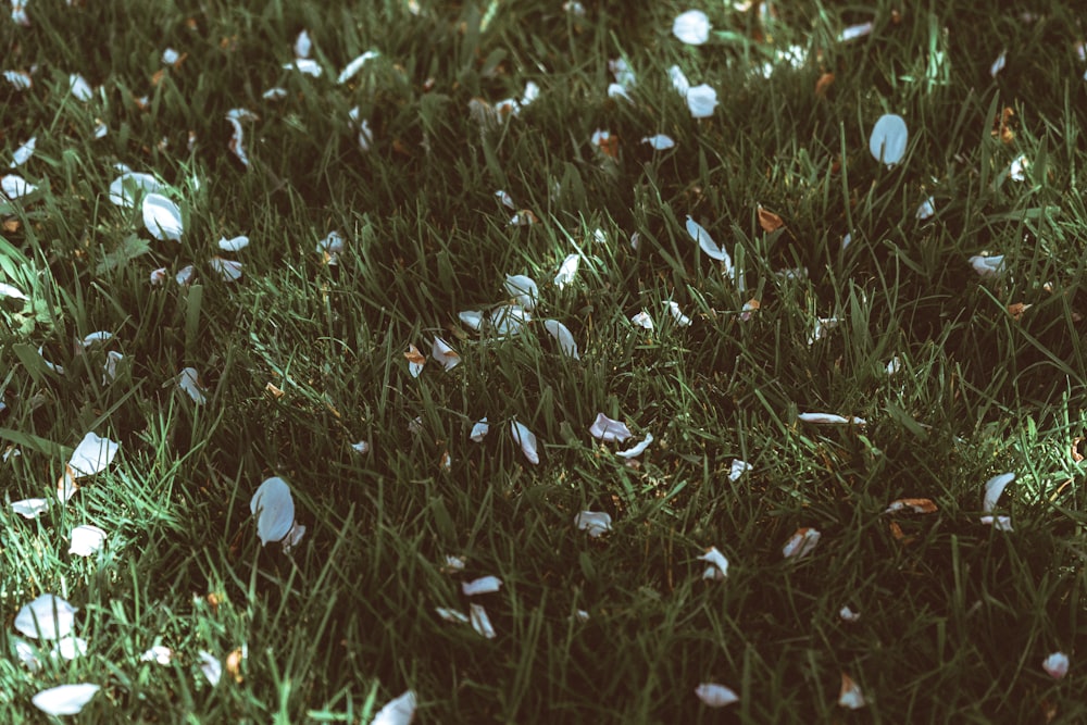 white flowers on green grass field during daytime