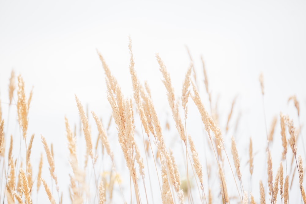 brown wheat field during daytime