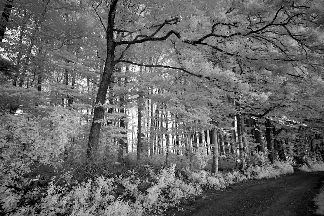 grayscale photo of trees and plants