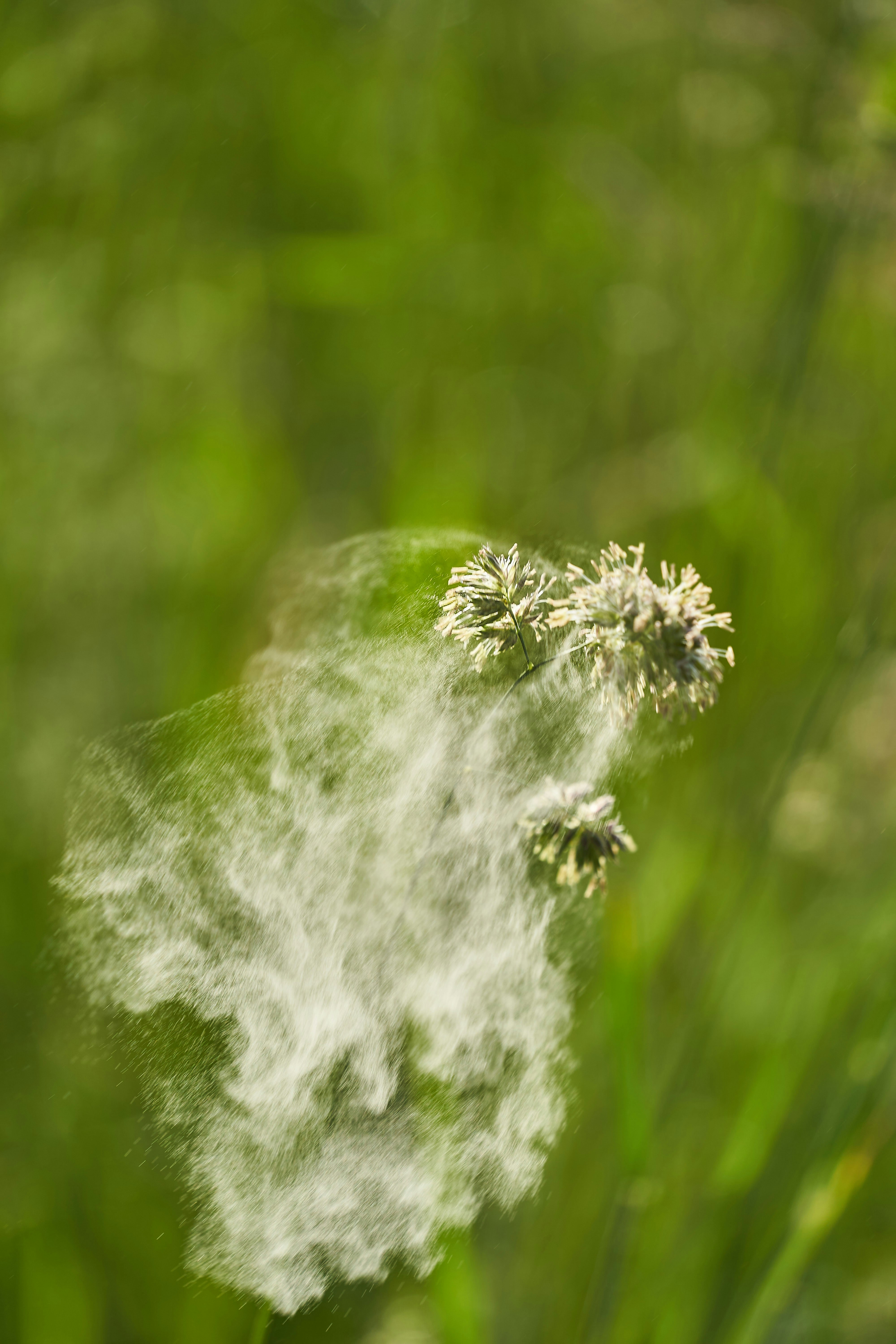 white and green plant in close up photography