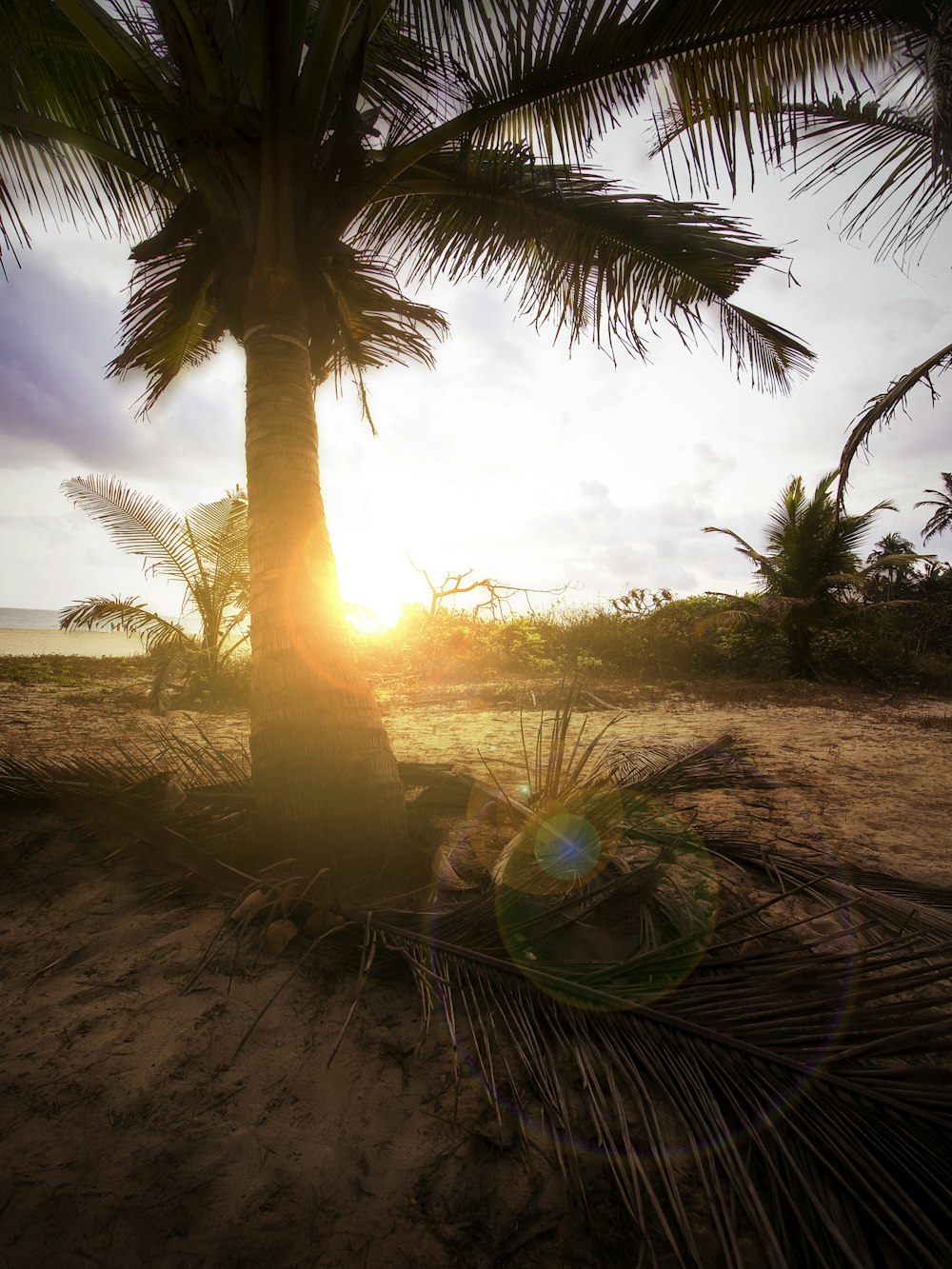 coconut tree near sea during daytime