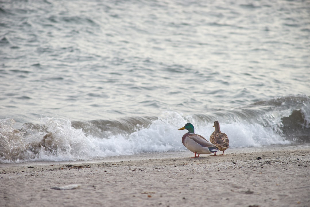 brown duck on beach during daytime