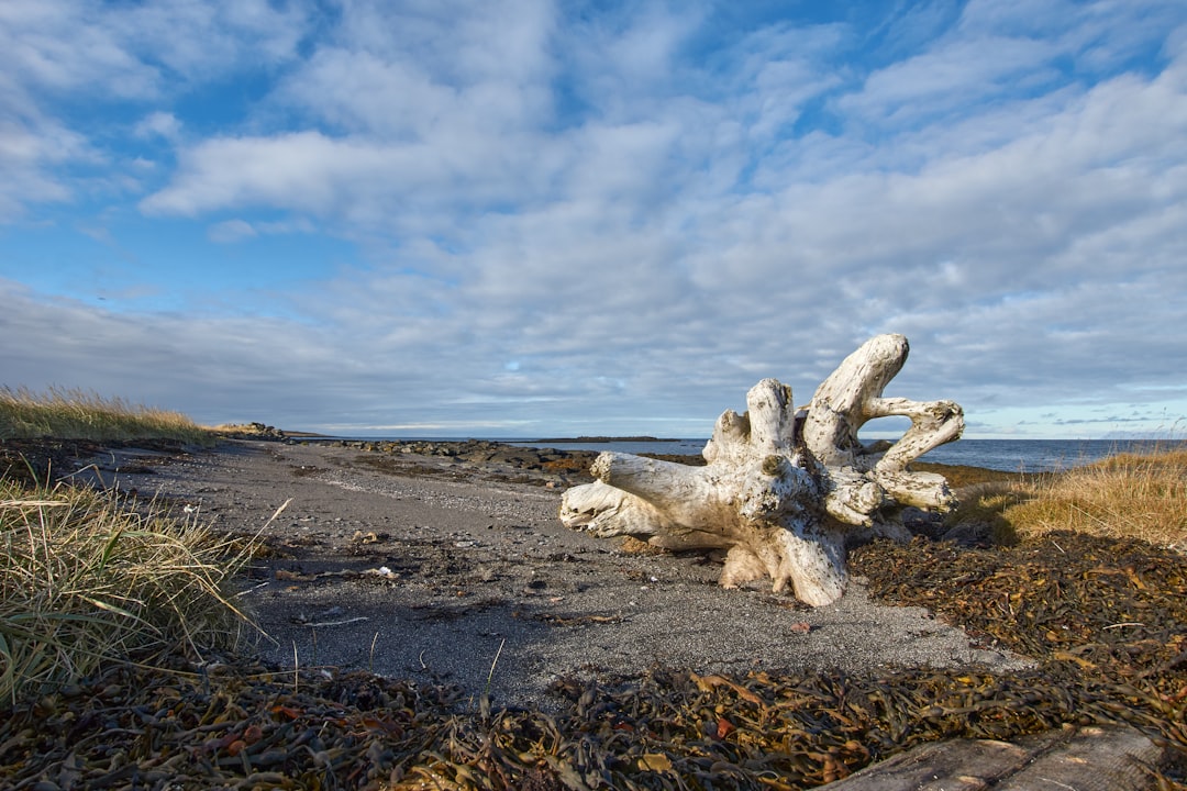 white wood log on brown sand under blue sky and white clouds during daytime