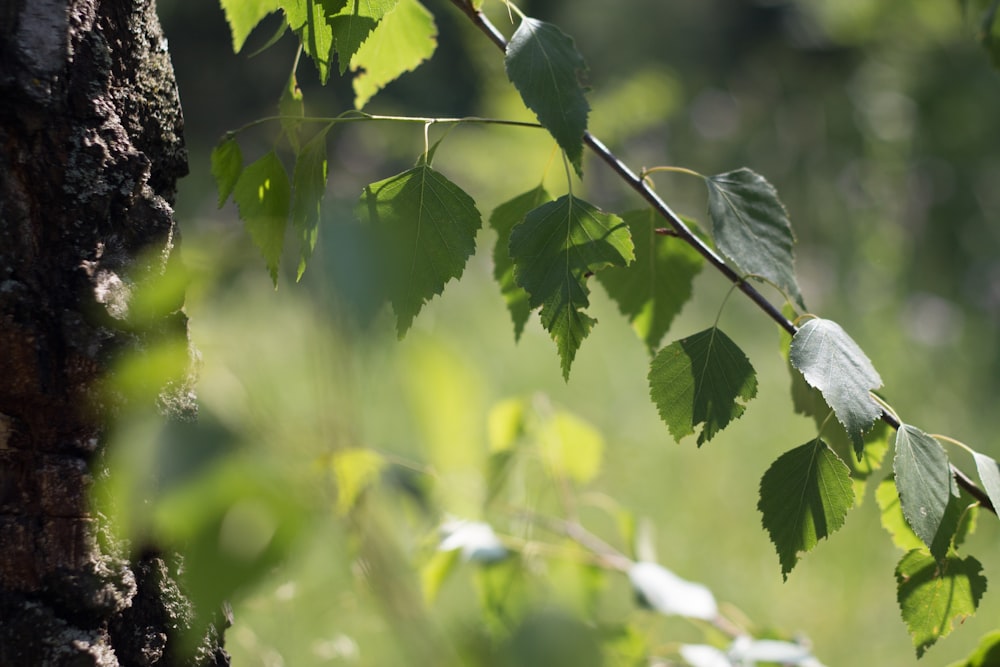 green leaves in tilt shift lens