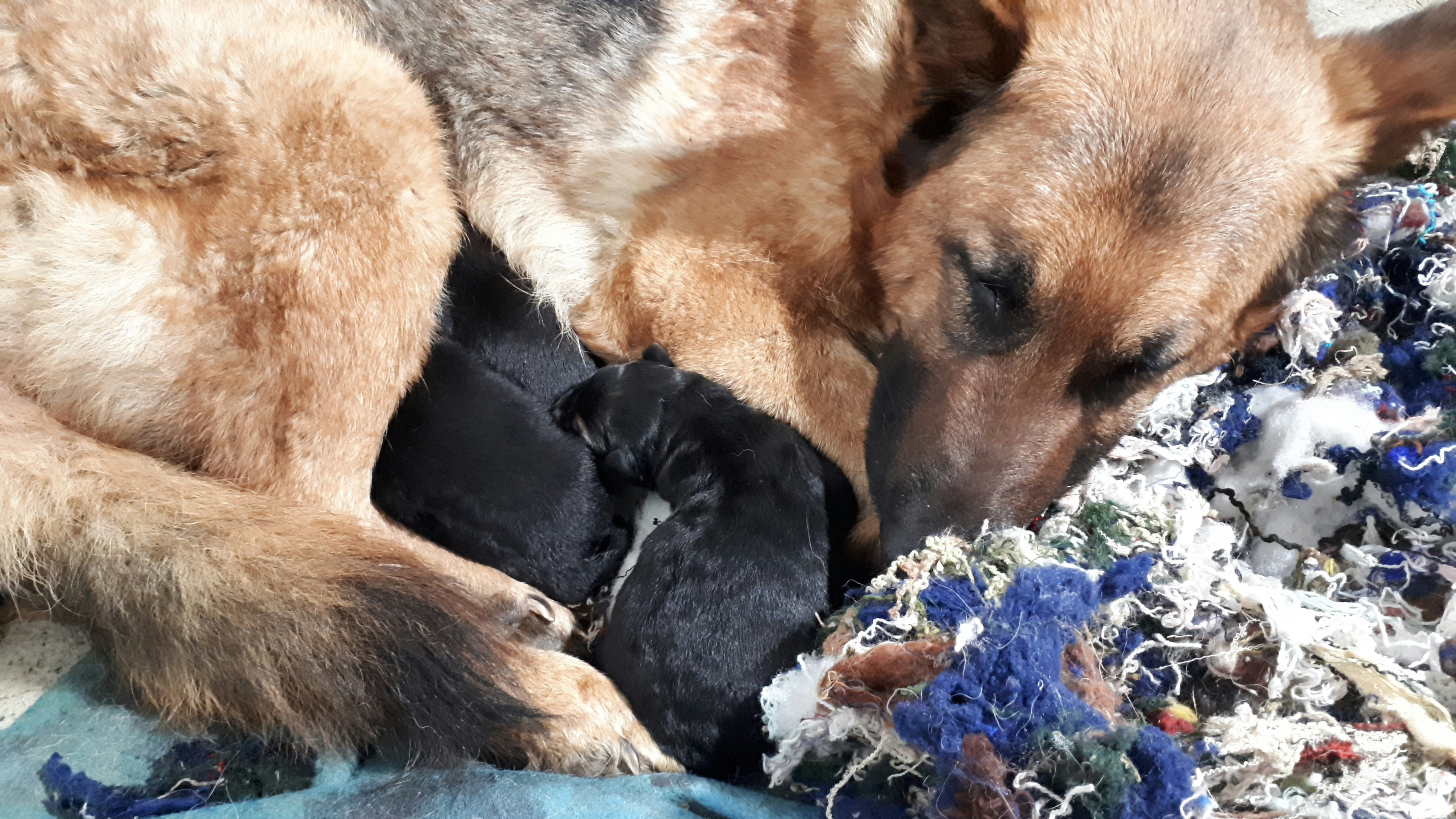Cuccioli disponibili ora